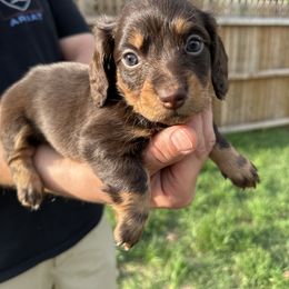 Dachshund Puppies from 4B Dachshunds
