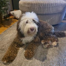 Nash - Brown and white male Bernedoodle puppy in Bristol, Tennessee from 4goldendoodles
