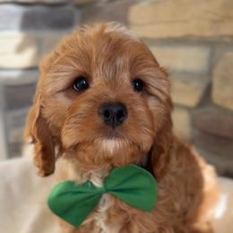 Bernedoodle, Cavapoo, and Goldendoodle Puppies from Blackberry Farm Puppies