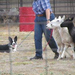 Cardigan Welsh Corgi All Grown Up from Wingsong