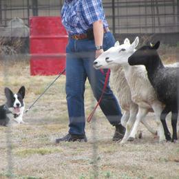 Cardigan Welsh Corgi All Grown Up from Wingsong