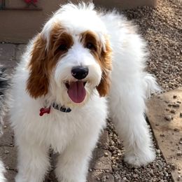 Red boy - Apricot male Australian Labradoodle puppy in Modesto, California from Two Doods Doodles
