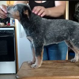 Australian Cattle Dog Puppies from FullMoon Cattle Dogs