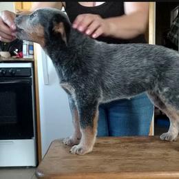 Australian Cattle Dog Puppies from FullMoon Cattle Dogs