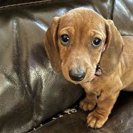 Girl 1 - Dachshund puppy in Buckeye, Arizona from AZ Dachshund Proud
