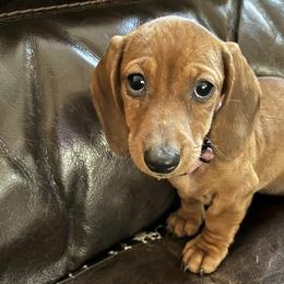 Girl 1 - Dachshund puppy in Buckeye, Arizona from AZ Dachshund Proud