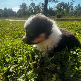 Jim V wife surprised puppy - White and black female Pembroke Welsh Corgi puppy in Saint George, South Carolina from Carolina cotton candy corgis