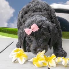 Assorted Doodle Crosses Puppies from Meekie Doodle Farm