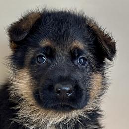 German Shepherds from Sonnenfeld Shepherds