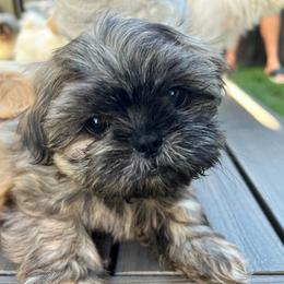 Boy 3 - Brindle male Shih Tzu puppy in Silver Spring, Maryland from Saraya’s Shih Tzus