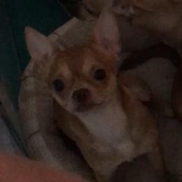 Little - Chihuahua