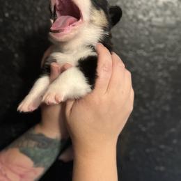 Pembroke Welsh Corgi Puppies from S7 Corgis and Chaos