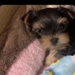 Great Dane and Yorkshire Terrier Puppies from Graham’s Danes