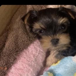 Great Dane and Yorkshire Terrier Puppies from Graham’s Danes