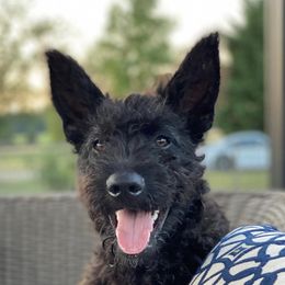 Victoire - Dutch Shepherd