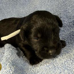 Peanut - Black male Miniature Schnauzer puppy in Frankford, Delaware from Miniature Schnauzers of Delmarva