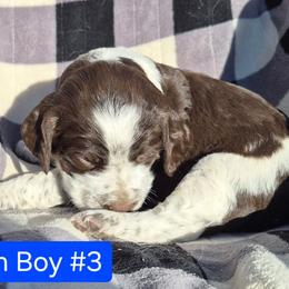 Boy 3 - Liver and white male English Springer Spaniel puppy in Socorro, New Mexico from Huntin' Buddies
