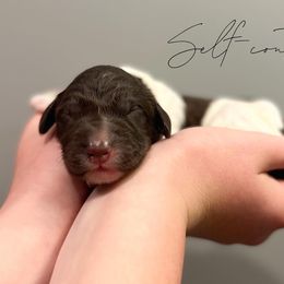 Assorted Doodle Crosses and Newfoundland Puppies from Bluegrass Newfypoos