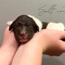 Assorted Doodle Crosses and Newfoundland Puppies from Bluegrass Newfypoos