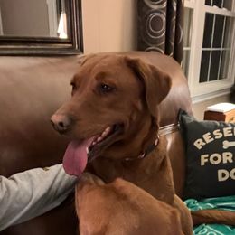 Scarlet - Labrador Retriever