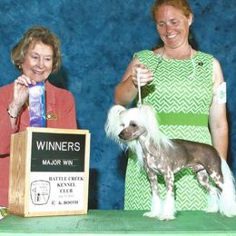 Chinese Cresteds and Manchester Terriers from Fantasy Kennels