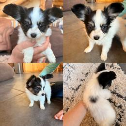 Jasmine - White black and tan female Papillon puppy in Powell, Wyoming from Heart Mountain Kennels