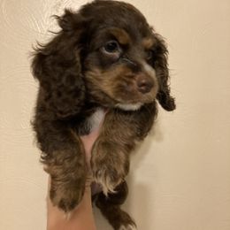 Cockapoo Puppies from Shimmer of Hope