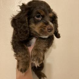Cockapoo Puppies from Shimmer of Hope