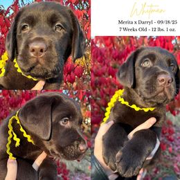 4th Pick of the Litter - Chocolate male Labrador Retriever puppy in Eaton Rapids, Michigan from Higher Ground Labradors