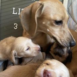 Dachshund puppies from Heavenly Heritage Dachshunds and Doods