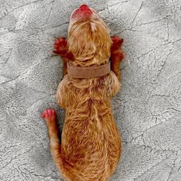 Easton - Apricot male Goldendoodle puppy in Lake Charles, Louisiana from Perfect Fit Poodles & Doodles
