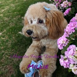 Millie - Cavapoo