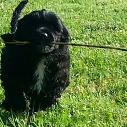 Chesapeake Bay Retrievers and Portuguese Water Dogs from Marilyn Stevens