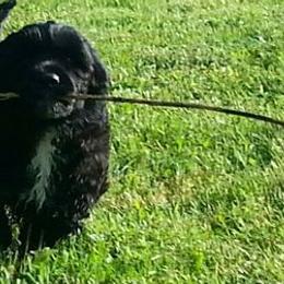 Chesapeake Bay Retrievers and Portuguese Water Dogs from Marilyn Stevens