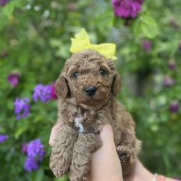 Buttercup - Apricot female Goldendoodle puppy in Sugar City, Idaho from Idaho Sugar Doodle Pups