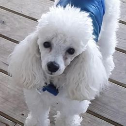 Poodles from Beanies Babies