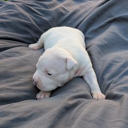 Girl 1 - White female American Staffordshire Terrier puppy in Conley, Georgia from Cicero Kennels