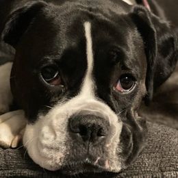 Boxers from Krieger Family Boxers