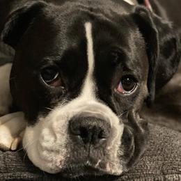 Boxers from Krieger Family Boxers