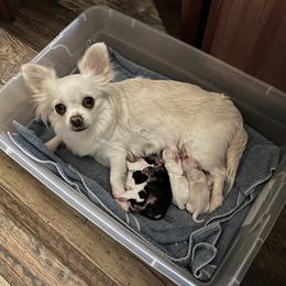 Chihuahua Puppies from Rossmoyne Chihuahuas