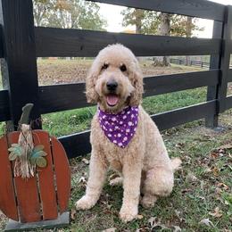 Willow - Goldendoodle