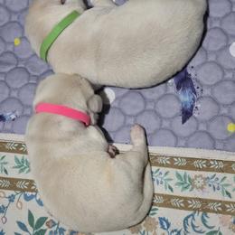 Pink Collar - Yellow female Labrador Retriever puppy in Myakka City, Florida from Hearing Hearts Labradors