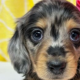 Lady - Dapple Dachshund puppy in Murfreesboro, Tennessee from Kimbrie's Dream Cream Doxies