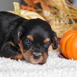 Aaron - Black and tan male Cavapoo puppy in Gap, Pennsylvania from Country View Puppies ( License 18816)