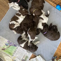 Poodle Puppies from Heart and Soul Standard Poodles