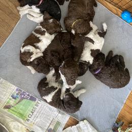 Poodle Puppies from Heart and Soul Standard Poodles