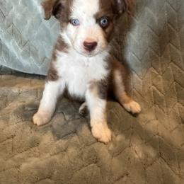 Miniature Australian Shepherd Puppies from Twisted H Ranch Aussies
