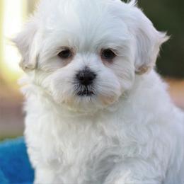 Bichon Frise and Shih Tzu Puppies from Teddy Bears of Arizona