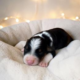 Drift - Black tri-color male Australian Shepherd puppy in Statesville, North Carolina from Charming Australian Shepherds