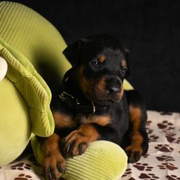 Riot - Black and rust male Doberman Pinscher puppy in Overton, Texas from Obsidian Kennel